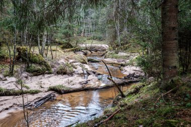 Baharın başlarında çamurlu su ve ıslak yeşil yapraklarla dolu boş bir nehir yatağı. Yapraksız ağaçlar, geniş açı.
