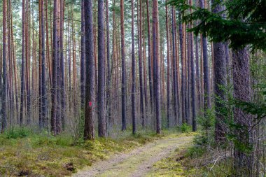 Enmpty Forest Yolu 'nda traktör tekerlek izleri ve yeşil doğa var.