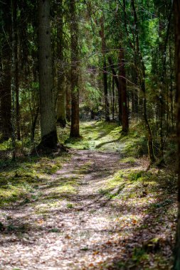 Enmpty Forest Yolu 'nda traktör tekerlek izleri ve yeşil doğa var.