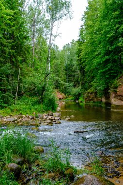 Letonya 'da Amata nehrindeki kum taşı kayalıkları yüksek seviye ve yeşil yapraklı yaz su akıntısı
