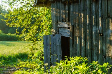 Yeşil yaz bahçesi manzarası çimenli, ağaçlı ve çiçekli.