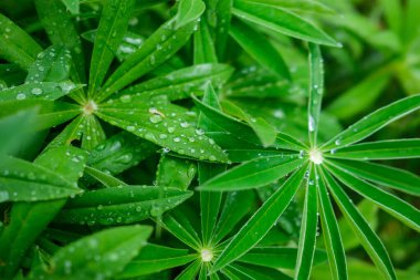 Taze yeşil yaz yaprakları yağmurdan sonra nemli yapraklarla soyutlanır.