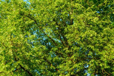 Taze yeşil yaz yaprakları yağmurdan sonra nemli yapraklarla soyutlanır.