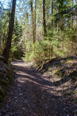 Enmpty Forest Yolu 'nda traktör tekerlek izleri ve yeşil doğa var.