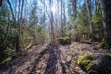 Enmpty Forest Yolu 'nda traktör tekerlek izleri ve yeşil doğa var.