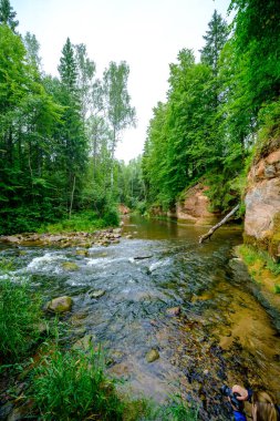 Letonya 'da Amata nehrindeki kum taşı kayalıkları yüksek seviye ve yeşil yapraklı yaz su akıntısı