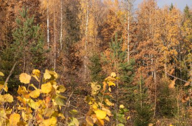 Güneşli bir günde parktaki altın sarısı sonbahar ağaçları ve yerdeki yapraklar.