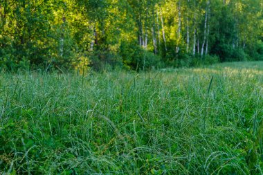Taze yeşil yaz yaprakları yağmurdan sonra nemli yapraklarla soyutlanır.