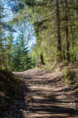 Enmpty Forest Yolu 'nda traktör tekerlek izleri ve yeşil doğa var.