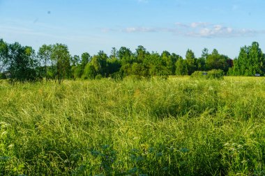 Taze yeşil yaz yaprakları yağmurdan sonra nemli yapraklarla soyutlanır.