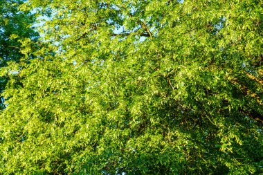 Taze yeşil yaz yaprakları yağmurdan sonra nemli yapraklarla soyutlanır.