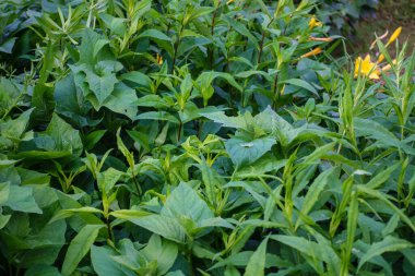 Taze yeşil yaz yaprakları yağmurdan sonra nemli yapraklarla soyutlanır.