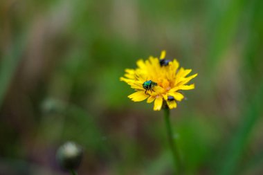 Taze yeşil yaz yaprakları yağmurdan sonra nemli yapraklarla soyutlanır.