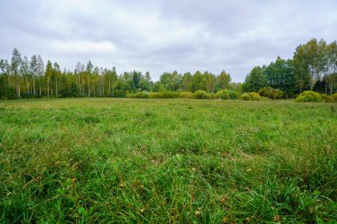 Taze yeşil yaz yaprakları yağmurdan sonra nemli yapraklarla soyutlanır.