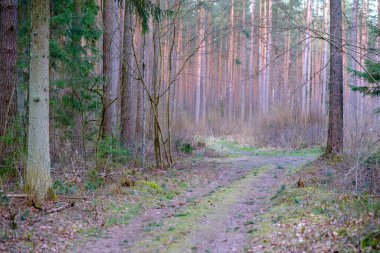 Enmpty Forest Yolu 'nda traktör tekerlek izleri ve yeşil doğa var.