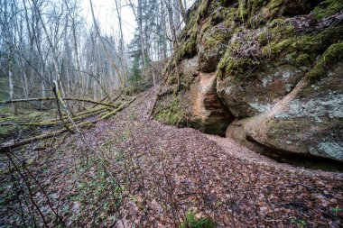 Baharın başlarında çamurlu su ve ıslak yeşil yapraklarla dolu boş bir nehir yatağı. Yapraksız ağaçlar, geniş açı.