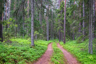 Enmpty Forest Yolu 'nda traktör tekerlek izleri ve yeşil doğa var.