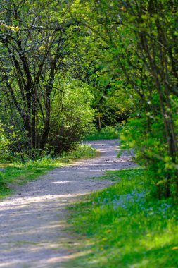 Enmpty Forest Yolu 'nda traktör tekerlek izleri ve yeşil doğa var.