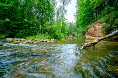 Letonya 'da Amata nehrindeki kum taşı kayalıkları yüksek seviye ve yeşil yapraklı yaz su akıntısı