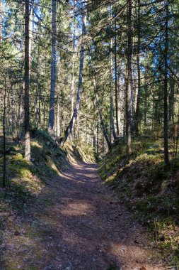 Enmpty Forest Yolu 'nda traktör tekerlek izleri ve yeşil doğa var.