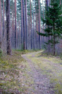 Enmpty Forest Yolu 'nda traktör tekerlek izleri ve yeşil doğa var.