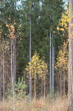 Güneşli bir günde parktaki altın sarısı sonbahar ağaçları ve yerdeki yapraklar.