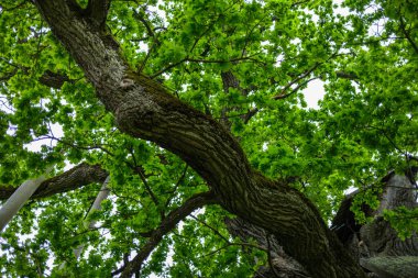 Taze yeşil yaz yaprakları yağmurdan sonra nemli yapraklarla soyutlanır.