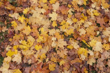 Güneşli bir günde parktaki altın sarısı sonbahar ağaçları ve yerdeki yapraklar.