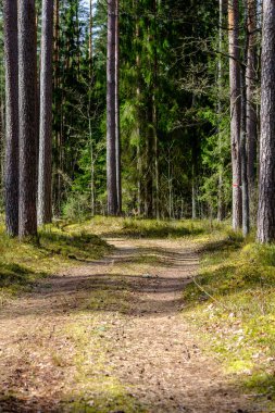 Enmpty Forest Yolu 'nda traktör tekerlek izleri ve yeşil doğa var.