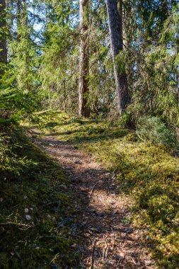 Enmpty Forest Yolu 'nda traktör tekerlek izleri ve yeşil doğa var.