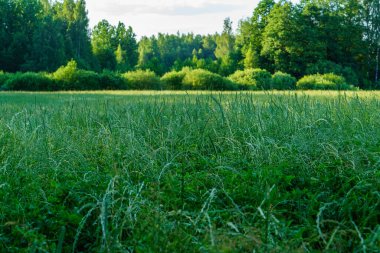 Taze yeşil yaz yaprakları yağmurdan sonra nemli yapraklarla soyutlanır.