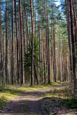 Enmpty Forest Yolu 'nda traktör tekerlek izleri ve yeşil doğa var.