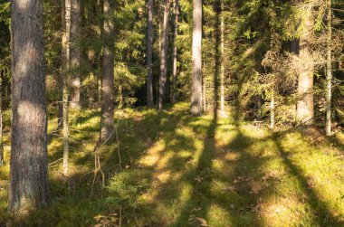 Güneşli bir günde parktaki altın sarısı sonbahar ağaçları ve yerdeki yapraklar.