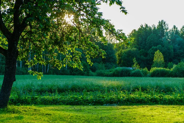 green summer garden scene in countryside with grass, trees and sunshine with flowers