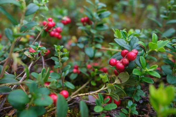 Журавлина Ліньон Червона Зеленому Моху Лісі Восени — стокове фото