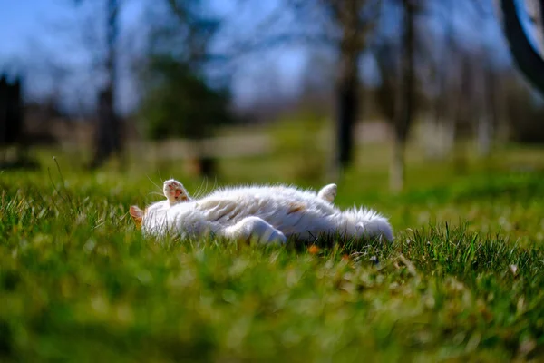 Trzy Kolorowe Koty Leżące Trawniku Słoneczny Letni Dzień Chowające Się — Zdjęcie stockowe