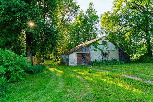 Grön Sommarträdgård Landet Med Gräs Träd Och Solsken Med Blommor — Stockfoto