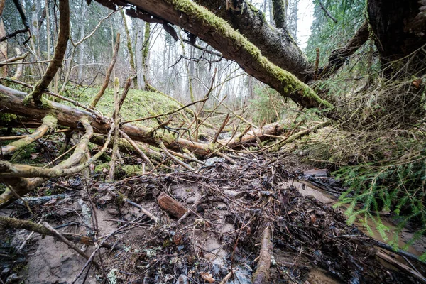 Leeres Flussbett Zeitigen Frühling Mit Schlammigem Wasser Und Nassem Grünen — Stockfoto