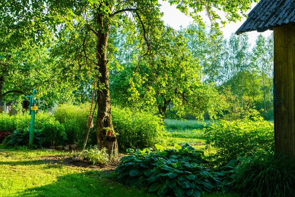 Verde Cena Jardim Verão Campo Com Grama Árvores Sol Com — Fotografia de Stock