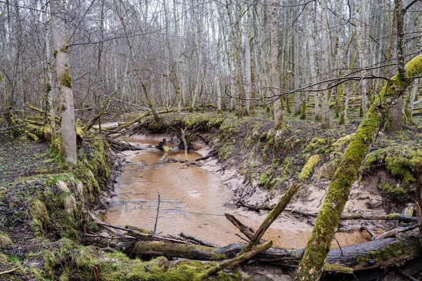 Leeres Flussbett Zeitigen Frühling Mit Schlammigem Wasser Und Nassem Grünen — Stockfoto