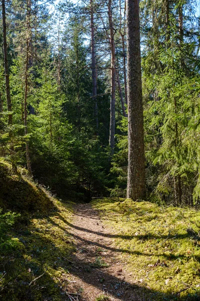 Route Forestière Enmpty Avec Des Marques Piste Pneus Voiture Tracteur — Photo