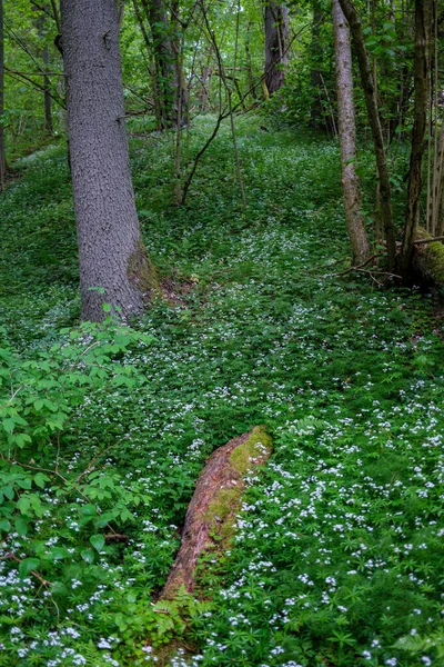 新緑の夏の葉雨の後の抽象的な湿った葉 — ストック写真