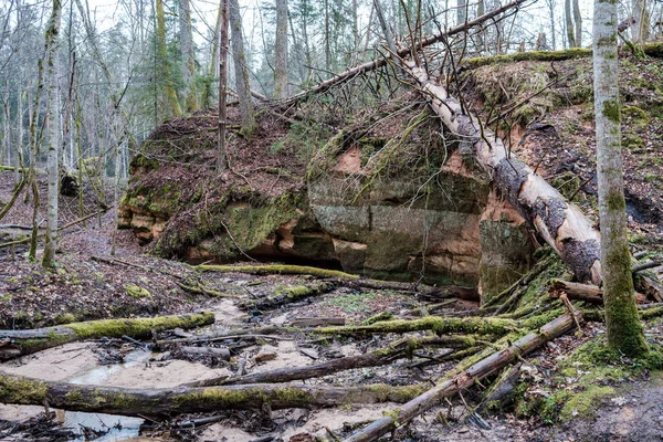 Üres Folyómeder Kora Tavasszal Sáros Vízzel Nedves Zöld Lombozattal Levelek — Stock Fotó