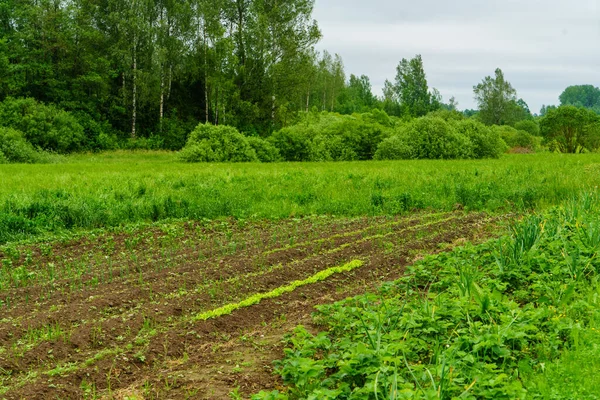 Groene Zomertuin Scene Het Platteland Met Gras Bomen Zon Met — Stockfoto