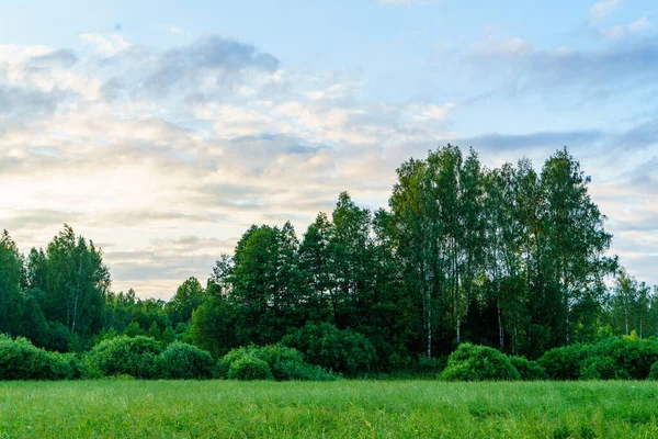 green summer garden scene in countryside with grass, trees and sunshine with flowers