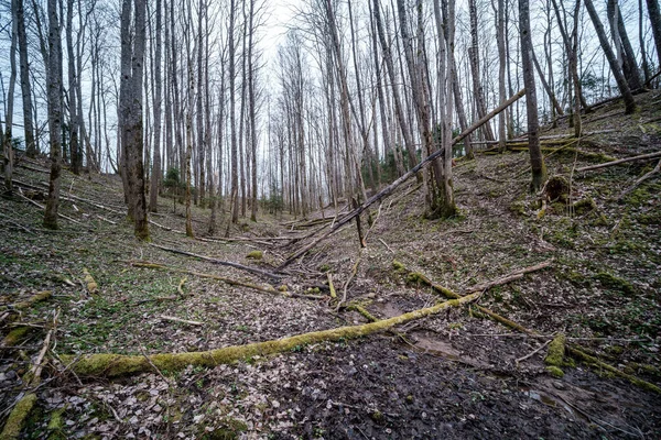 Leito Rio Vazio Início Primavera Com Água Enlameada Folhagem Verde — Fotografia de Stock