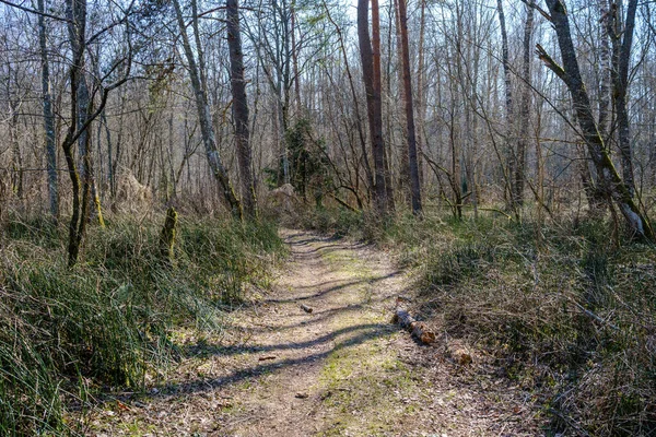 トラクターカータイヤの跡と緑の自然と空の森の道 — ストック写真