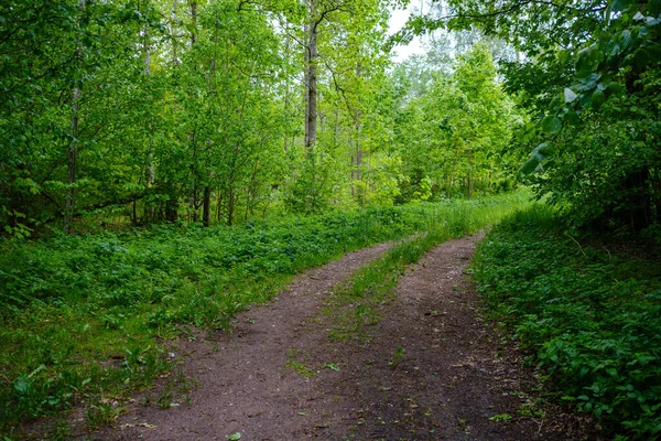 Enmpty Forest Yolu Nda Traktör Tekerlek Izleri Yeşil Doğa Var — Stok fotoğraf