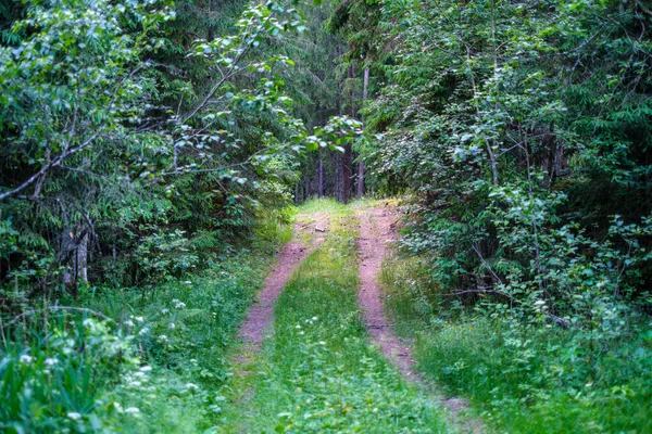 Enmpty Lesní Cesta Traktorem Auto Stopy Stopy Zelená Příroda Kolem — Stock fotografie