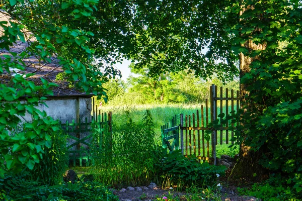 Verde Escena Jardín Verano Campo Con Hierba Árboles Sol Con — Foto de Stock